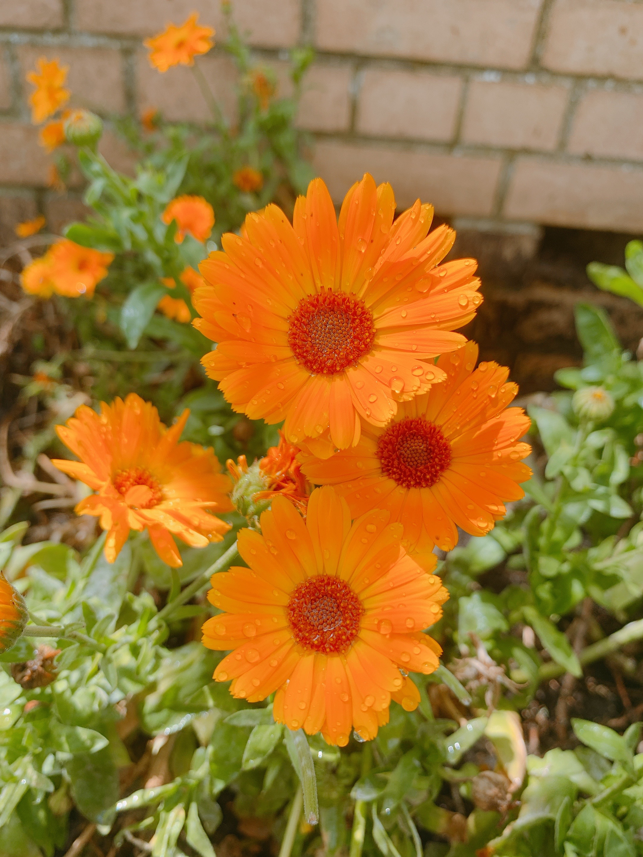 Doddington & Rollo Community Roof Garden — photo 34
