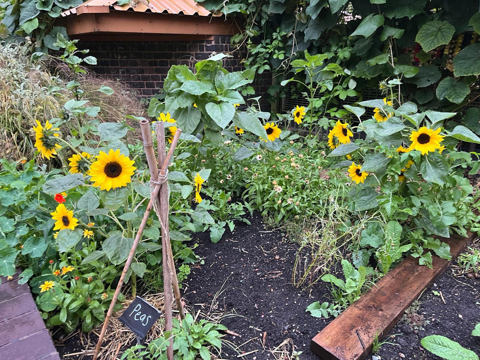 Doddington & Rollo Community Roof Garden — photo 22