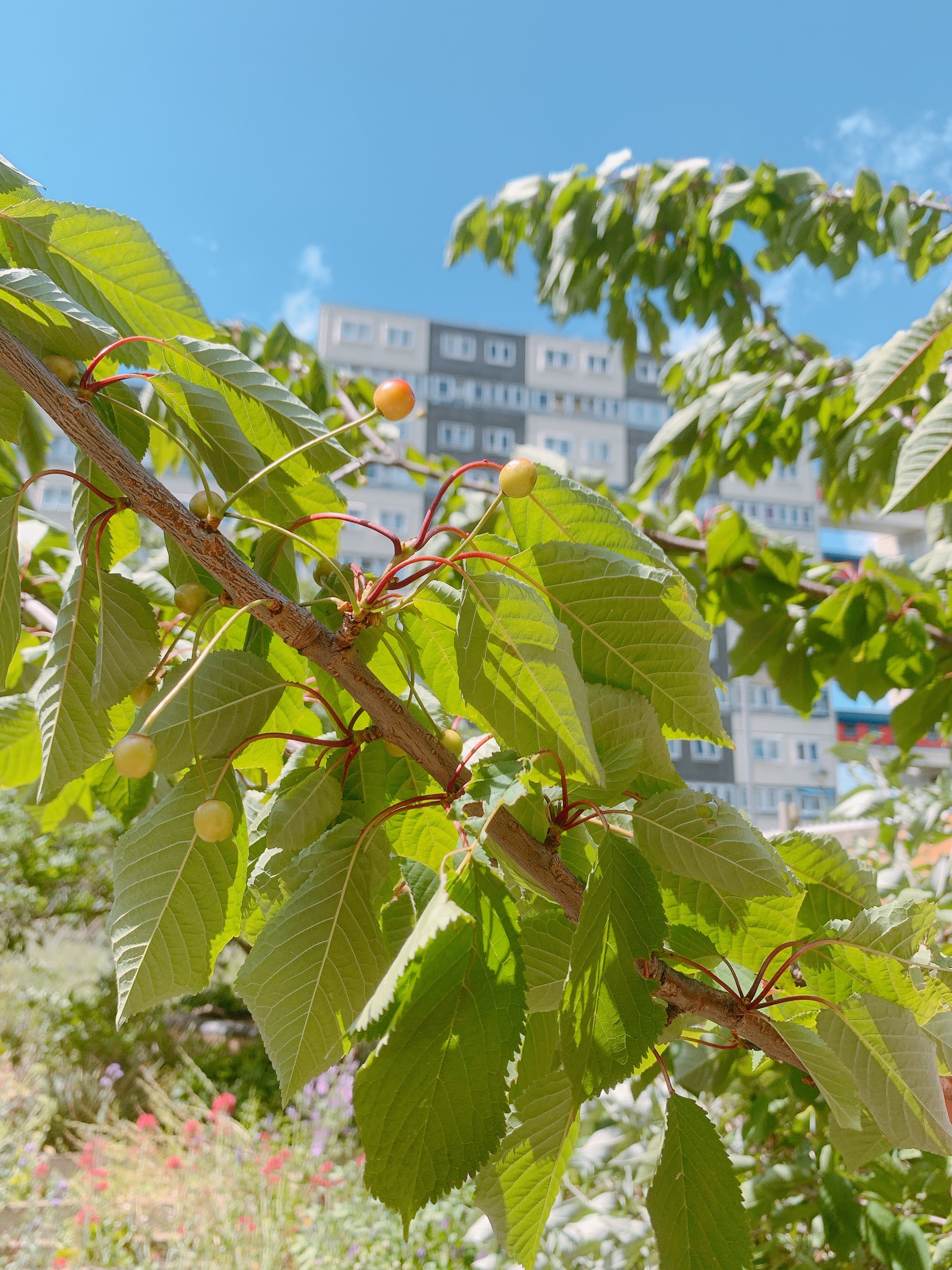 Doddington & Rollo Community Roof Garden — photo 35